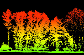 lidar image of a line of trees